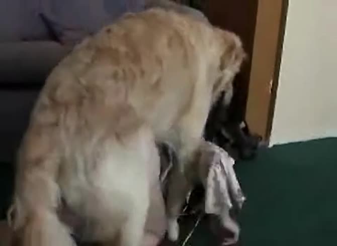 Video :Young teen animal sex with dog on the couch